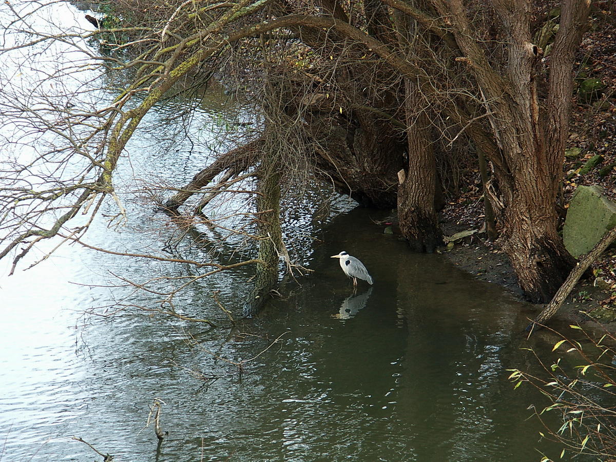Oiseau sur l'étang de la Galiote